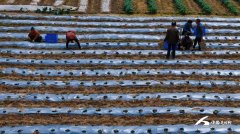 为了让特色财产实正落根、惠及平易近生
